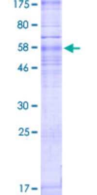 SDS-Page: Recombinant Human S1P3/EDG-3 Protein [H00001903-P02] - 12.5% SDS-PAGE Stained with Coomassie Blue.