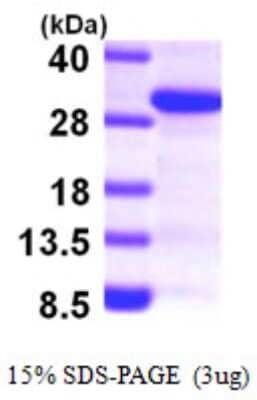 SDS-Page: Recombinant Human SCAND1 Protein [NBP1-49447] - 15 % SDS-PAGE (3ug)