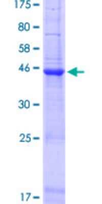 SDS-PAGE Recombinant Human SCAND2 GST (N-Term) Protein