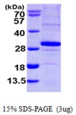 SDS-Page: Recombinant Human SCO2 Protein [NBP1-50951] - 15 % SDS-PAGE (3ug)