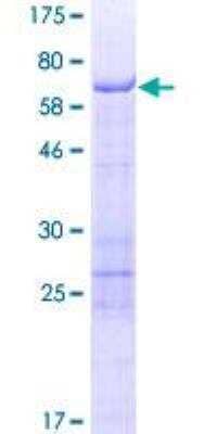 SDS-PAGE Recombinant Human SCRN2 GST (N-Term) Protein