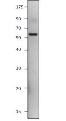 Western Blot: Recombinant Human SESN3 Protein [NBP1-44988] - Western Blot of SESN3 Antibody Western Blot Positive Control with SESN3 Antibody in DiluObuffer.