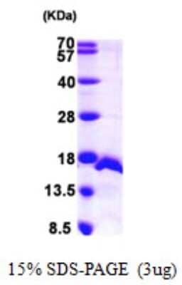 SDS-Page: Recombinant Human SF3B14 Protein [NBP1-50997] - 15 % SDS-PAGE (3ug)