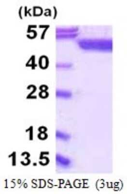 SDS-PAGE Recombinant Human SHMT1 His Protein