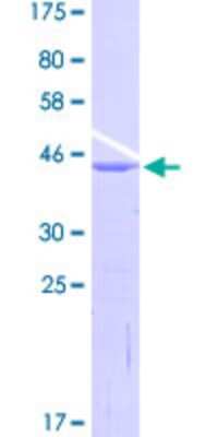 SDS-Page: Recombinant Human SNAPC4 Protein [H00006621-Q01] - 12.5% SDS-PAGE Stained with Coomassie Blue.
