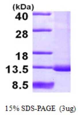 SDS-Page: Recombinant Human SNRPF Protein [NBP1-50904] - 15 % SDS-PAGE (3ug)