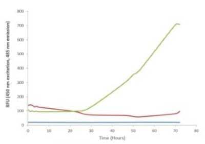 In vitro assay: Recombinant Human SOD1/Cu-Zn SOD Active, Monomer Protein [NBP3-14782] - Thioflavin T assay of SOD1 pre-formed fibrils (PFFs)  combined with SOD1 monomers (NBP3-14782). Pre-formed fibrils seed the aggregation of monomers, leading to an increase in Thioflavin T fluorescence