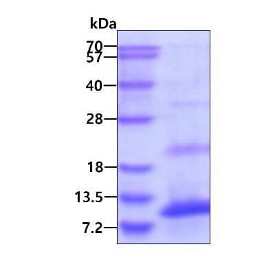 SDS-Page: Recombinant Human SPINK7 His Protein [NBP2-23459] - 3ug by SDS-PAGE under reducing condition and visualized by coomassie blue stain.