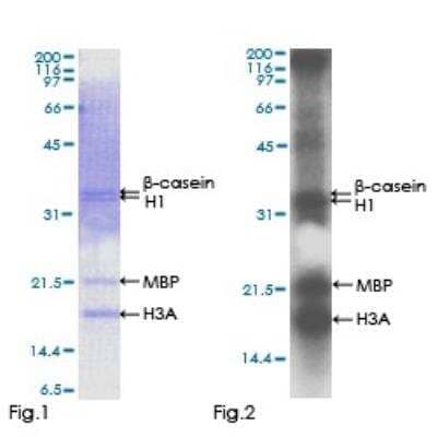 Functional: Recombinant Human SRPK1 Protein [H00006732-P01]