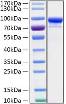 SDS-Page: Recombinant Human STAT1 His (C-Term) Protein [NBP3-18204] - Recombinant Human STAT1 Protein was determined by SDS-PAGE with Coomassie Blue, showing a band at 85-100 kDa.