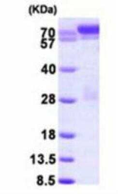 SDS-Page: Recombinant Human STAT1 Protein [NBP1-48331] -  15% SDS-PAGE (3 ug).