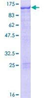 SDS-PAGE Recombinant Human STAT5A GST (N-Term) Protein