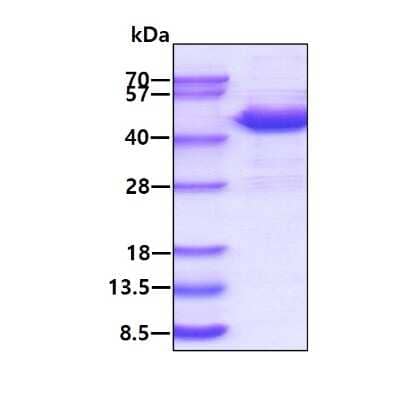 SDS-Page: Recombinant Human SUMO Activating Enzyme E1 (SAE1) Protein [NBP1-45275] - 3ug by SDS-PAGE under reducing condition and visualized by coomassie blue stain.