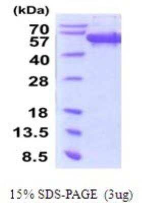 SDS-Page: Recombinant Human Secernin-1 Protein [NBP2-52099] -  15% SDS Page (3 ug)