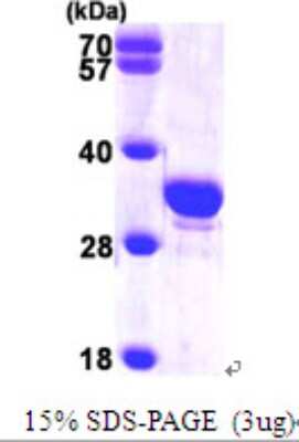 SDS-Page: Recombinant Human Secretagogin Protein [NBP1-48595] - 15 % SDS-PAGE (3ug)