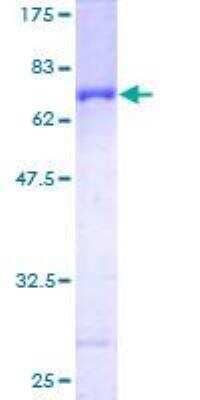 SDS-Page: Recombinant Human Serpin B6 Protein [H00005269-P01] - 12.5% SDS-PAGE Stained with Coomassie Blue.