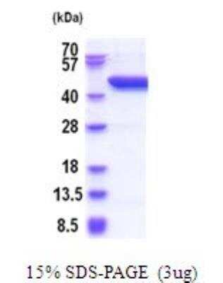 SDS-Page: Recombinant Human Serpin B8/Proteinase Inhibitor 8 Protein [NBP2-51917] - 15% SDS Page (3 ug)