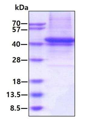 SDS-Page: Recombinant Human Sulfatase Modifying Factor 1/SUMF1 His Protein [NBP2-77488] - 3ug by SDS-PAGE under reducing condition and visualized by coomassie blue stain.