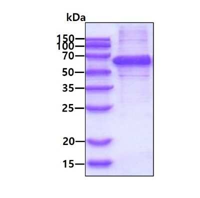 SDS-Page: Recombinant Human Syntrophin alpha 1 His Protein [NBP1-78861] - 3ug by SDS-PAGE under reducing condition and visualized by coomassie blue stain.