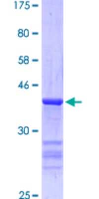 SDS-Page: Recombinant Human T-bet/TBX21 Protein [H00030009-Q01] - 12.5% SDS-PAGE Stained with Coomassie Blue.