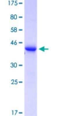 SDS-Page: Recombinant Human, TCR V delta GST (N-Term) Protein [H00006964-Q01] - 12.5% SDS-PAGE Stained with Coomassie Blue.