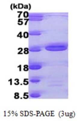 SDS-Page: Recombinant Human TAF9 Protein [NBP1-50978] - 15 % SDS-PAGE (3ug)