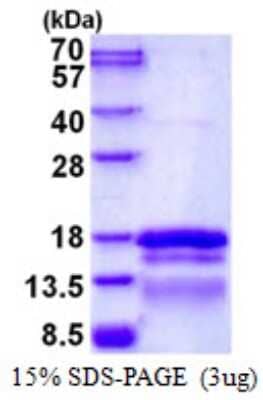 SDS-Page: Recombinant Human TCEAL7 Protein [NBP1-98915] - 15% SDS-PAGE (3ug)