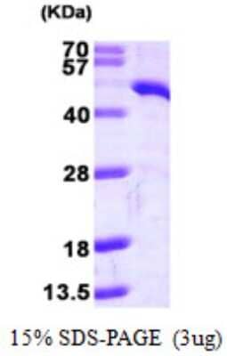 SDS-Page: Recombinant Human TDO2 Protein [NBP1-51014] - 15 % SDS-PAGE (3ug)