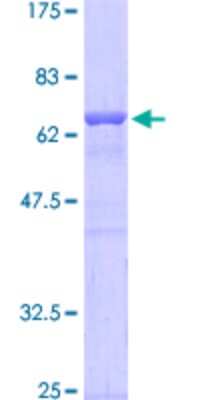 SDS-Page: Recombinant Human TFII-I Protein [H00002969-P02] - 12.5% SDS-PAGE Stained with Coomassie Blue.