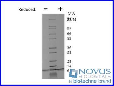 SDS-Page: Recombinant Human TGF-alpha Animal-Free Protein [NBP2-76263] - 1 ug in each lane (-) non-reducing conditions and (+) reducing conditions in a 4-20% Tris-Glycine gel.