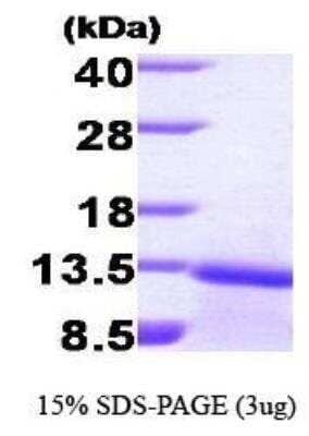 SDS-Page: Recombinant Human TGF-beta 1 Protein [NBP1-30225] -  TGF beta1, 12.9 kDa (113aa), confirmed by MALDI-TOF with a purity of 95% by SDS - PAGE