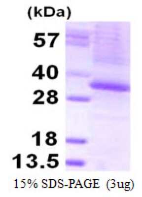 SDS-Page: Recombinant Human THAP1 Protein [NBP1-99010] - 15% SDS-PAGE (3ug)