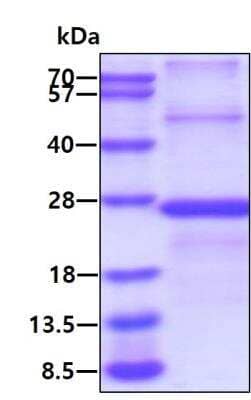 SDS-Page: Recombinant Human TIM-3 Protein [NBP2-23118] - 3ug by SDS-PAGE under reducing condition and visualized by coomassie blue stain