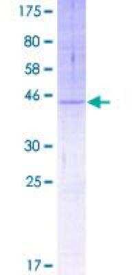 SDS-Page: Recombinant Human TMEM205 Protein [H00374882-P01] - 12.5% SDS-PAGE Stained with Coomassie Blue.