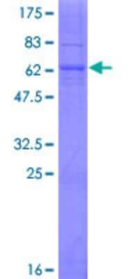 SDS-Page: Recombinant Human TMEM231 Protein [H00079583-P01] - 12.5% SDS-PAGE Stained with Coomassie Blue.