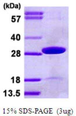 SDS-Page: Recombinant Human TPK1 Protein [NBP1-99102] - 3ug by SDS-PAGE under reducing condition and visualized by coomassie blue stain