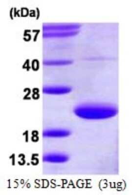 SDS-Page: Recombinant Human TRAPPC3 Protein [NBP1-99070] - 15% SDS-PAGE (3ug)