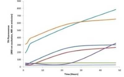 In vitro assay: Recombinant Human Tau Active, (K18), P301L Mutant, Monomer Protein [NBP3-14784] - Thioflavin T is a fluorescent dye that binds to beta sheet-rich structures such as those in tau fibrils. Upon binding, the emission spectrum of the dye experiences a red-shift, and increased fluorescence intensity. Thioflavin T emission curves show increased fluorescence (correlated to tau aggregation) in tau K18 P301L monomers (NBP3-14784) over time. Thioflavin T ex = 450 nm, em = 485 nm. 10 uM heparin was added to each well.