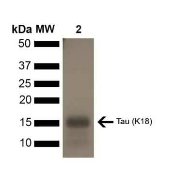 SDS-Page: Recombinant Human Tau Active, (K18), P301L Mutant, Monomer Protein [NBP3-14784] - SDS-PAGE of ~16 kDa Human Tau Protein K18 P301L Monomer (NBP3-14784). Lane 1: MW Ladder. Lane 2: Tau Protein Monomer (NBP3-14784)