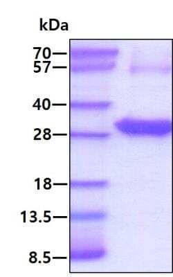 SDS-Page: Recombinant Human Thymidine Kinase 1 Protein [NBP1-98920] - 3ug by SDS-PAGE under reducing condition and visualized by coomassie blue stain.