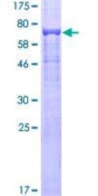 SDS-Page: Recombinant Human Tubulin Beta 4 Protein [H00010382-P01] - 12.5% SDS-PAGE Stained with Coomassie Blue.