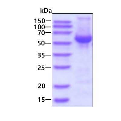 SDS-Page: Recombinant Human VPS4B His Protein [NBP2-22937] - 3ug by SDS-PAGE under reducing condition and visualized by coomassie blue stain.