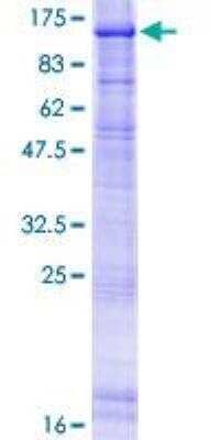 SDS-Page: Recombinant Human XPB Protein [H00002071-P01] - 12.5% SDS-PAGE Stained with Coomassie Blue.