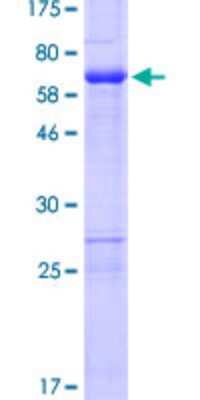 SDS-PAGE Recombinant Human ZNF330 GST (N-Term) Protein
