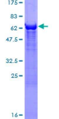 SDS-Page: Recombinant Human alcohol dehydrogenase 4 Protein [H00000127-P01] - 12.5% SDS-PAGE Stained with Coomassie Blue.