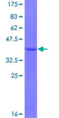 SDS-Page: Recombinant Human beta-Arrestin 1 Protein [H00000408-Q01] - 12.5% SDS-PAGE Stained with Coomassie Blue.