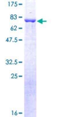 SDS-Page: Recombinant Human beta-Arrestin 2 Protein [H00000409-P01] - 12.5% SDS-PAGE Stained with Coomassie Blue.