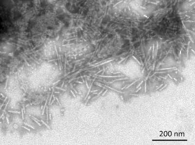 Electron Microscopy Recombinant Human beta-Synuclein Active, Pre-formed Fibrils, (Type 1) Protein