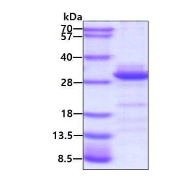 SDS-Page: Recombinant Human c-jun Protein [NBP1-72285] - 3ug by SDS-PAGE under reducing condition and visualized by coomassie blue stain.