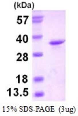 SDS-PAGE Recombinant Human eIF4H His Protein